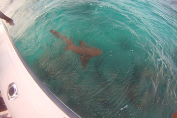 Private Shark Attack Fishing Adventure from Providenciales