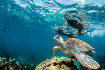 Private Tour Turtle Experience and Cenote Swim