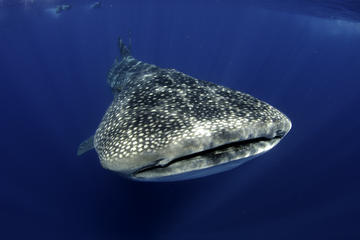Swim with Whale Sharks