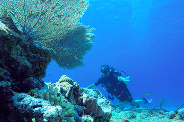 Dive and Drive Cozumel Adventure from Cancun and Riviera Maya