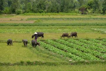 Half-Day Hoi An Countryside and Villages Tour by Bike
