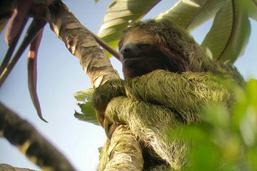 3-in-1 Arenal Combo Tour: Hanging Bridges, La Fortuna Waterfall & Volcano Hike