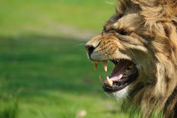 Aquila Safari with Hotel pick up & drop off (shared transport) from Cape Town