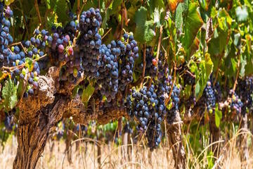 Full-Day Winelands Tour with Tastings from Cape Town