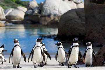 Private Tour: Cape of Good Hope and Cape Point from Cape Town
