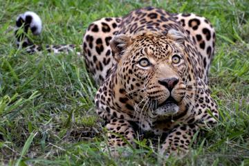 Private Wildlife Safari Tour in a Private 4x4 With Private Ranger