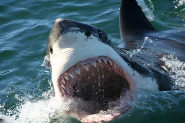 Shark Cage Diving Tour in Gansbaai with Private Transfers from Cape Town