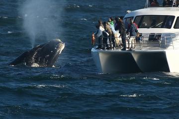 Whale Watching and Hermanus Wine Route: Private Guided Day Tour from Cape Town