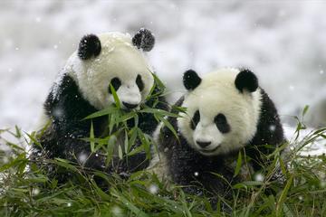 5 Days Chengdu Leshan Mt Emei and Dujiangyan Tour