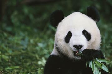 72 Hours Visa Free Chengdu Highlights Tour