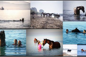 Swim with a Horse in Kalamata