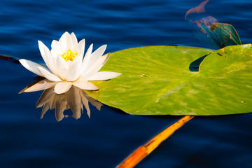 Danube Delta Day Trip from Tulcea