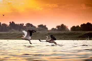 Safari Experience in the Danube Delta