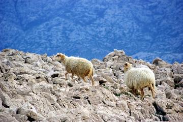 Island of Pag Cultural Tour from Zadar