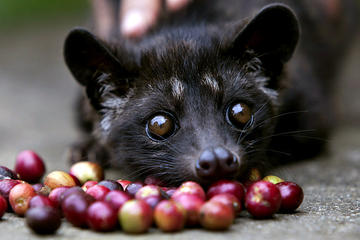 Bali Sightseeing and Luwak Coffee Plantation Tour
