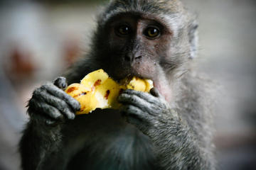 Best of Ubud: Waterfall, Rice Terraces & Monkey Forest