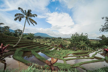 UNESCO Sites: Bedugul, Jatiluwih & Tanah Lot Full Day Tour
