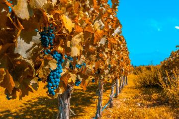 7-Day Best of Mendoza and Buenos Aires Tour: Culture, Wine and Food