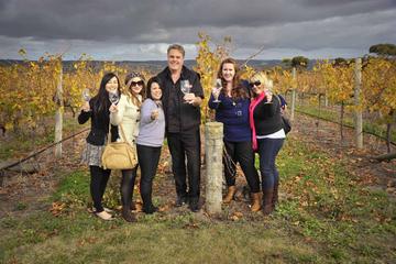 McLaren Vale Winery Small Group Tour from Adelaide Including Wine Tasting and Lunch