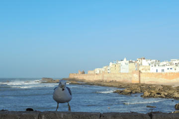 Small-Group Day Trip to Essaouira from Marrakech