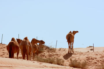 Liwa Oasis Desert Drive from Abu Dhabi