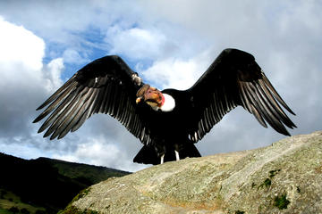 FULL DAY EXCURSION TO THE CANYON OF APURIMAC MAJESTIC CONDORS FLIGHT