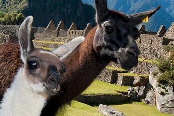 Machu Picchu Private Full Day Tour
