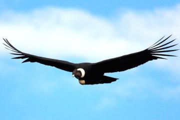 PRIVATE EXCLUSIVE TOUR TO THE SANTUARY OF PROTECTED ANIMALS