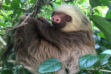 Tenorio Rain Forest Nature Reserve and Floating Tour