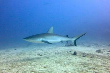 7-Day Private Diving and Sailing Cruise from Raiatea to Bora Bora