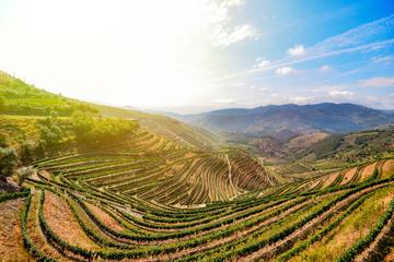 My Douro - Full Day All Included