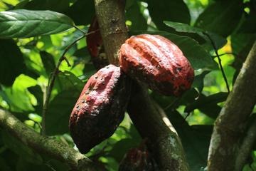 Chocolate and Fruits Tour