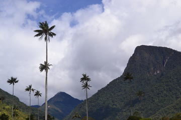 Cocora Valley, Salento and Coffee Tasting