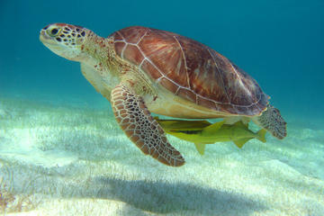 Half-Day Caribbean Sea Turtle and Cenote Snorkeling Tour from Cancun