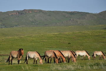 5 Nights Central Mongolia Highlight Tour