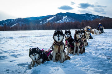 Dog sledding & Chinggis Khaan Statue tour