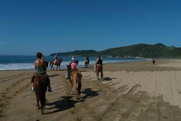 Horseback Riding on the Beach and Through a Coconut Plantation