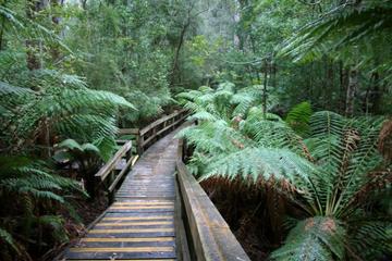 Hastings Caves and Tahune Forest AirWalk Tour from Hobart