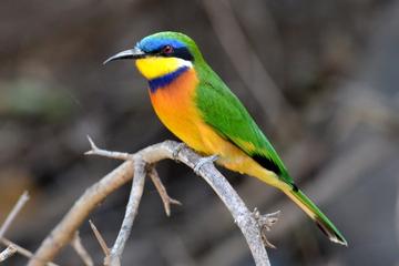 11-Day Bird Watching Tour from Addis Ababa