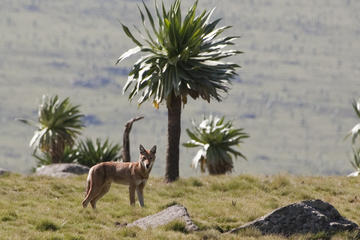 4 Days Trek in Bale Mountains National Park