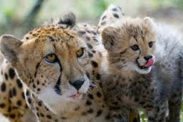 Ann Van Dyk Cheetah Centre Tour from Johannesburg or Pretoria