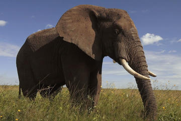 Elephant Tour from Johannesburg or Pretoria