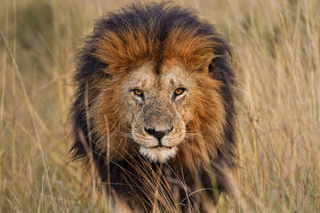 Lion Park Tour from Johannesburg