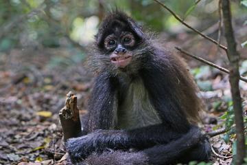 Monkeys and Elephants tour from Johannesburg and Pretoria