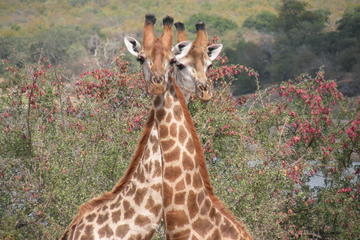 Pilanesberg Lion Safari