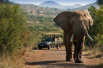 Pilanesberg Safari in Open Vehicle from Johannesburg or Pretoria