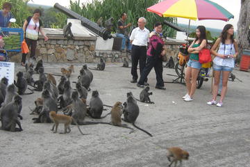Evening Tour Monkey Feeding and Firefly with Seafood Dinner from Kuala Lumpur