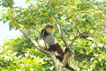 Half-Day Son Tra Wildlife Spotting Tour from Da Nang