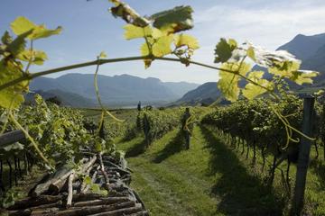 Amarone Wine Tour