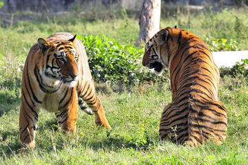 Private 4-Day Ranthambhore Tiger Tour Including Agra and Jaipur from Delhi